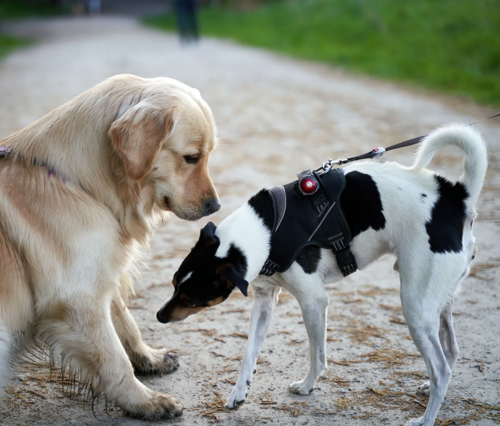 Two dogs on leashes greeting each other nose to nose on a park path