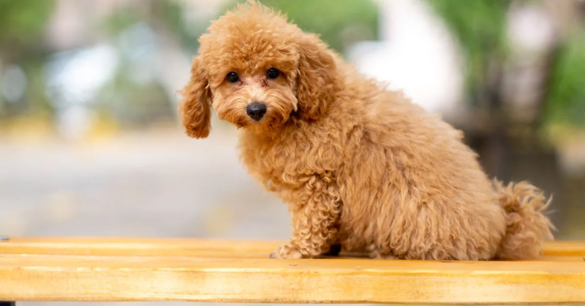 A poodle sitting on grass in a park on a sunny day