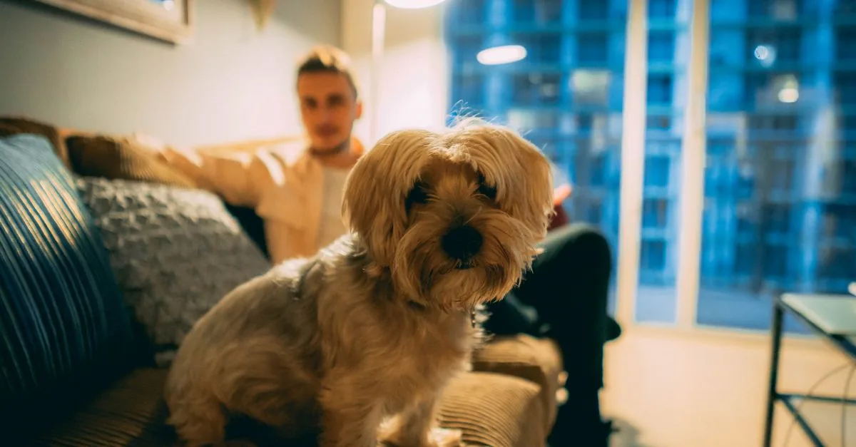 A calm dog relaxing on the floor of a sunny apartment