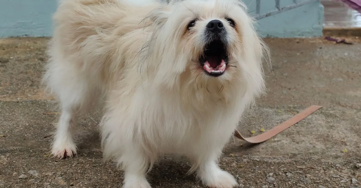 A dog on a lead straining and barking toward another dog on the pavement