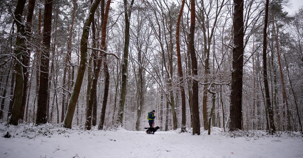 Dog on a forest path through pine woods in the Roztocze region of Poland