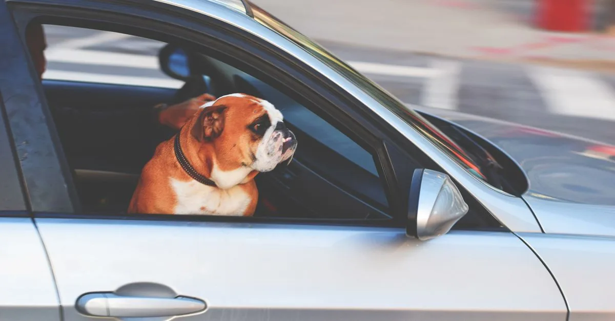 Dog secured in a car harness on the back seat of a vehicle