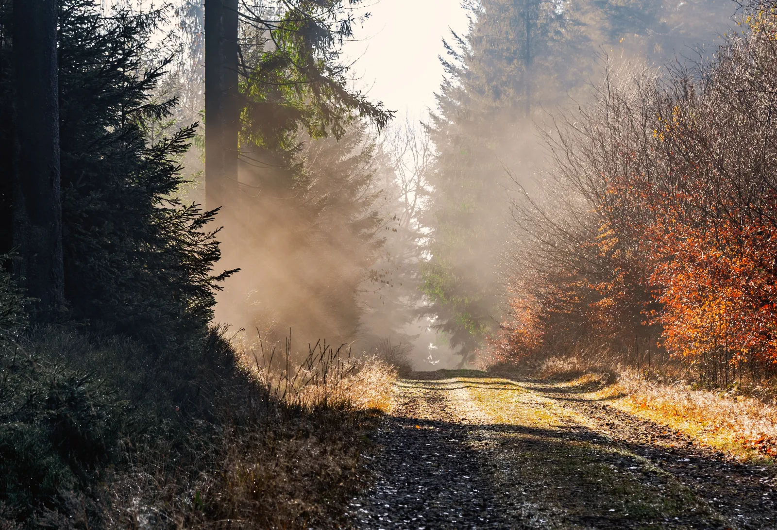 Misty autumn forest at dawn with a track running through it