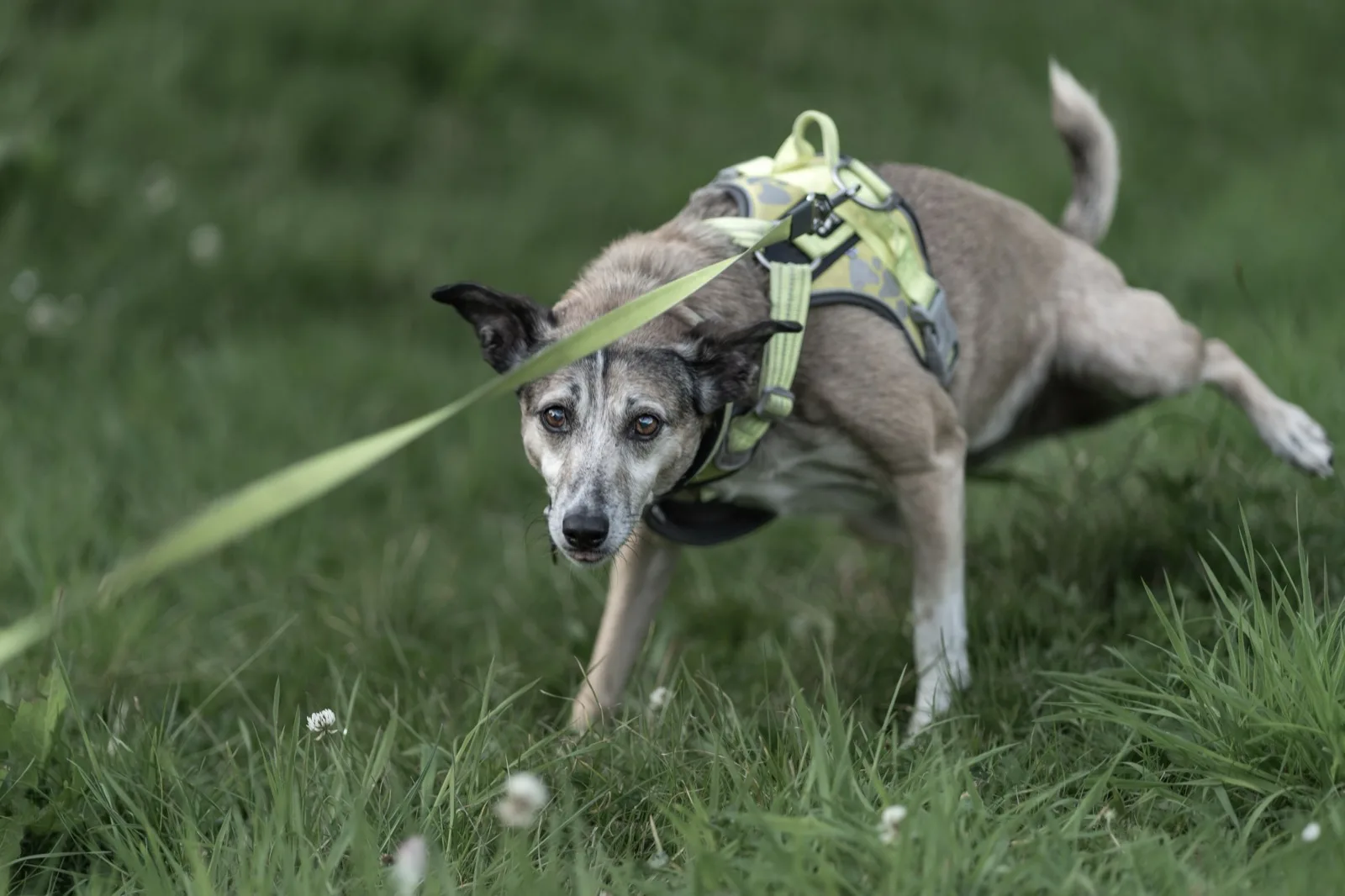 A dog in a harness running across a meadow on a long training line