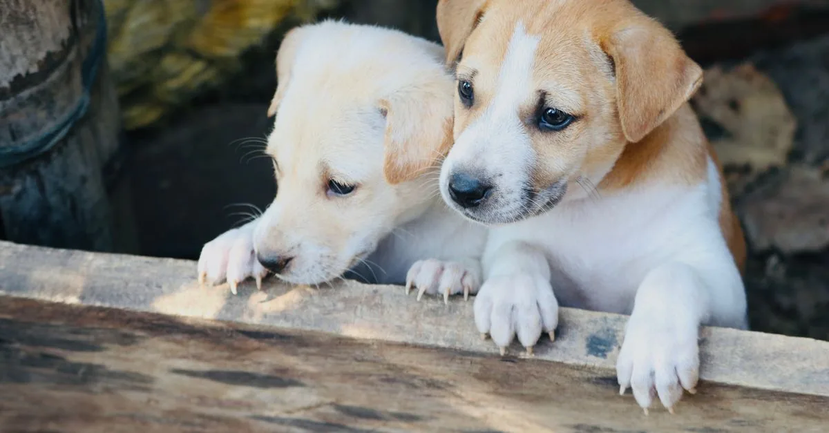 Puppy on its first walk, sniffing grass