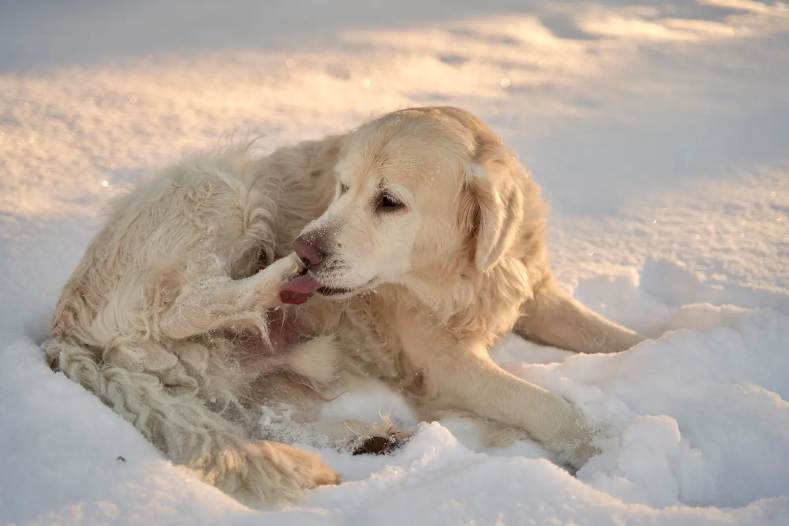 Golden retriever leży na śniegu i liże łapę