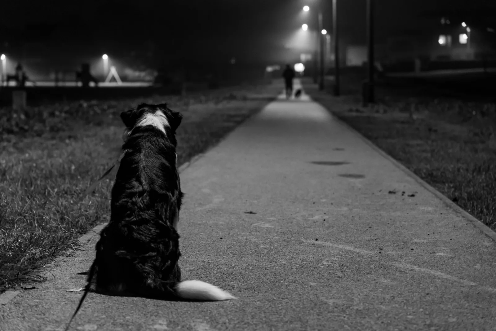 Dog on a leash on a lamp-lit path in the evening