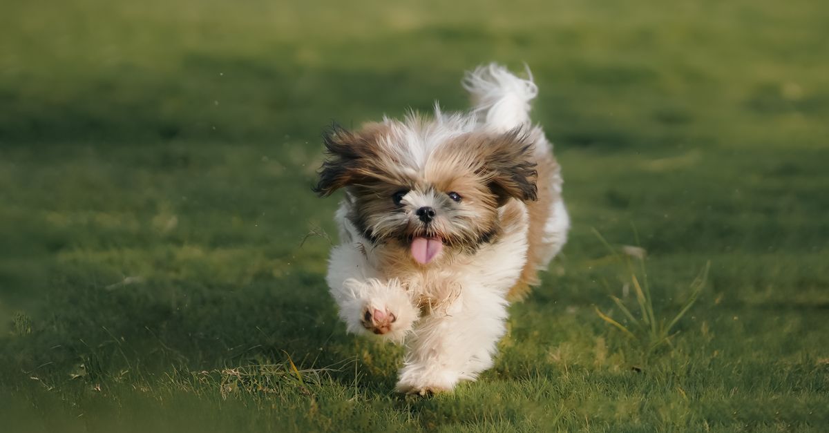 Small puppy on its first walk, sniffing grass with curiosity