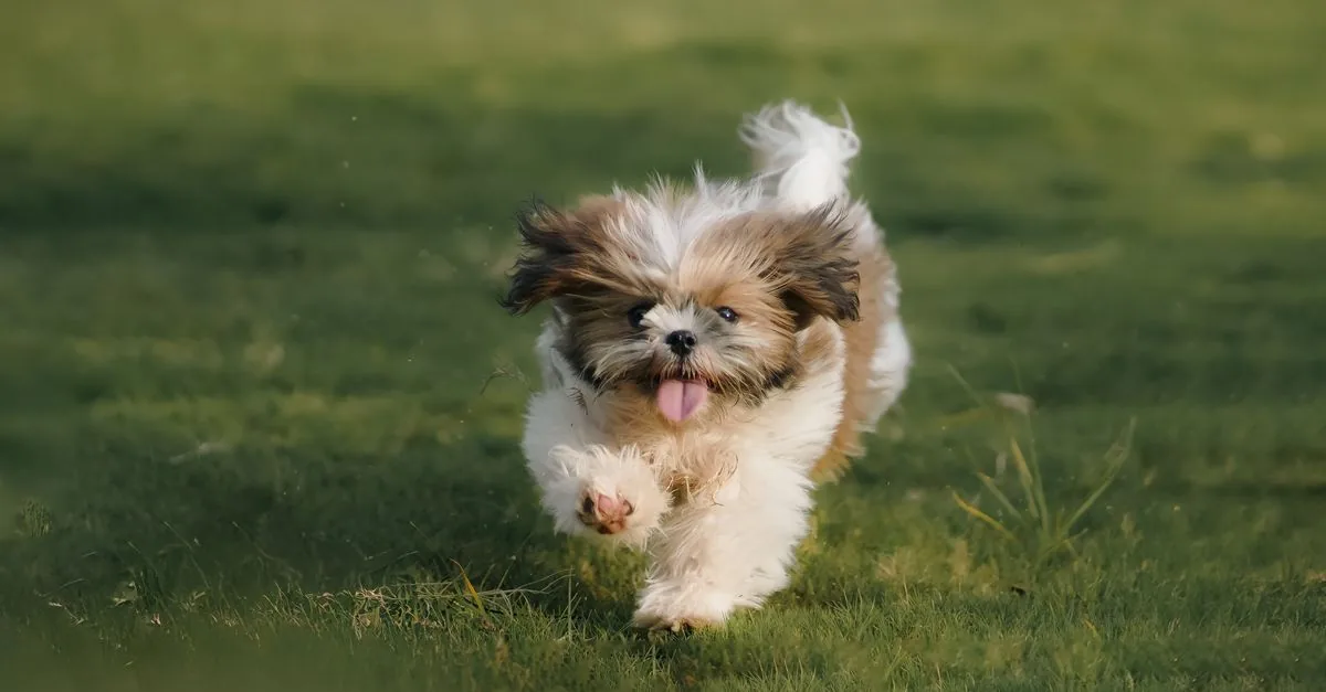 Small puppy on its first walk, sniffing grass with curiosity