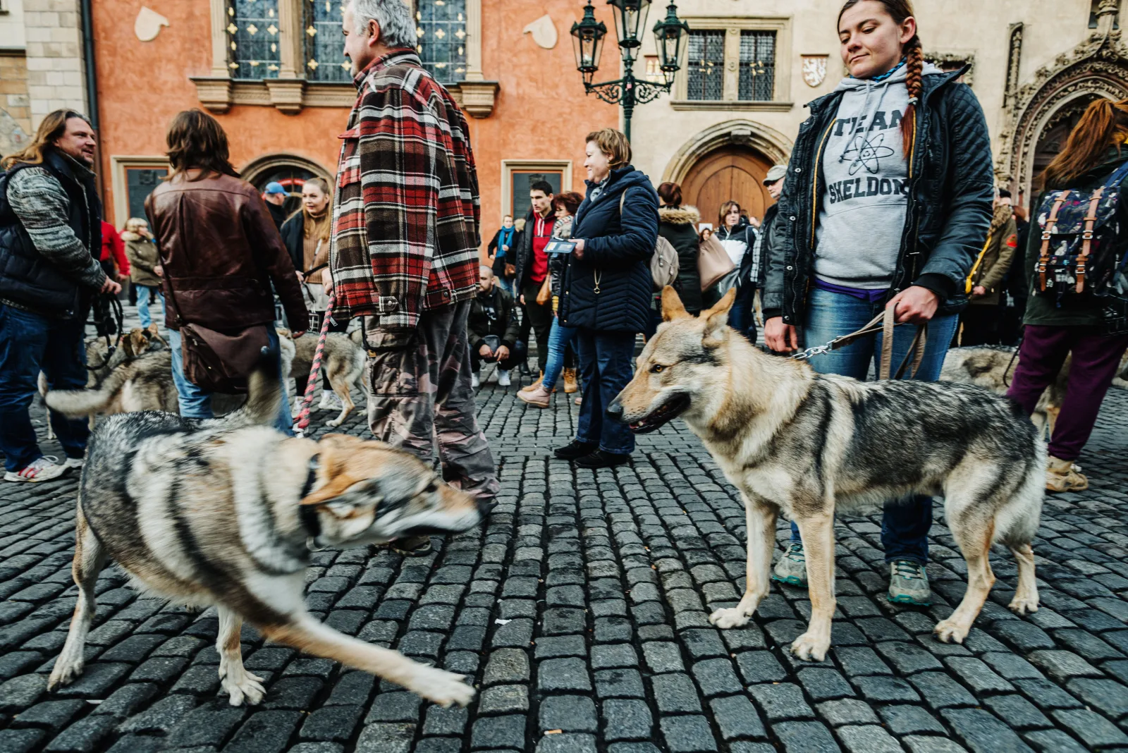 A group of owners walking together with their dogs through a town square