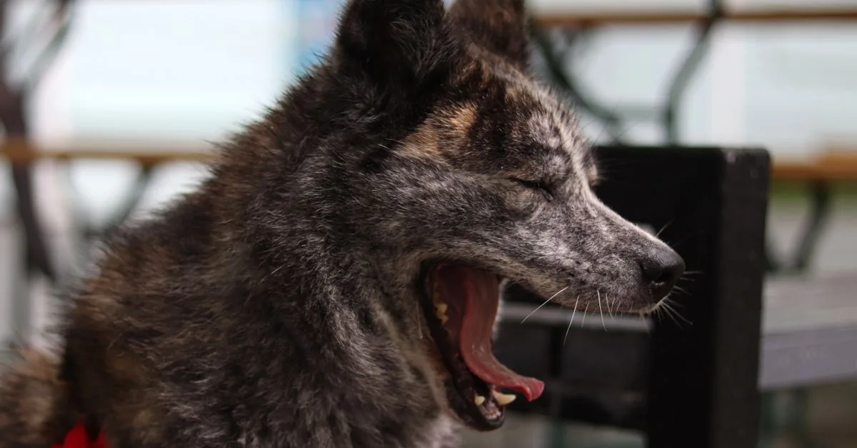 A dog yawning on a walk outdoors as a sign of tension and stress