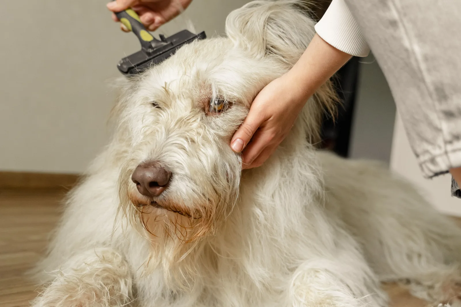 Owner brushing a dog's coat during a home grooming session