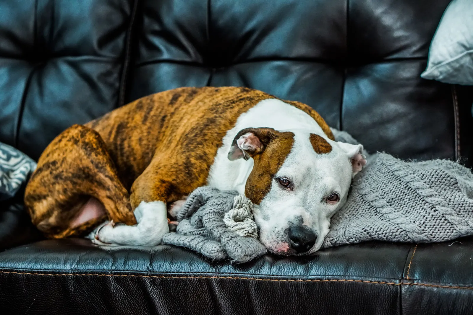 Dog curled up under a blanket on a sofa in a warm room