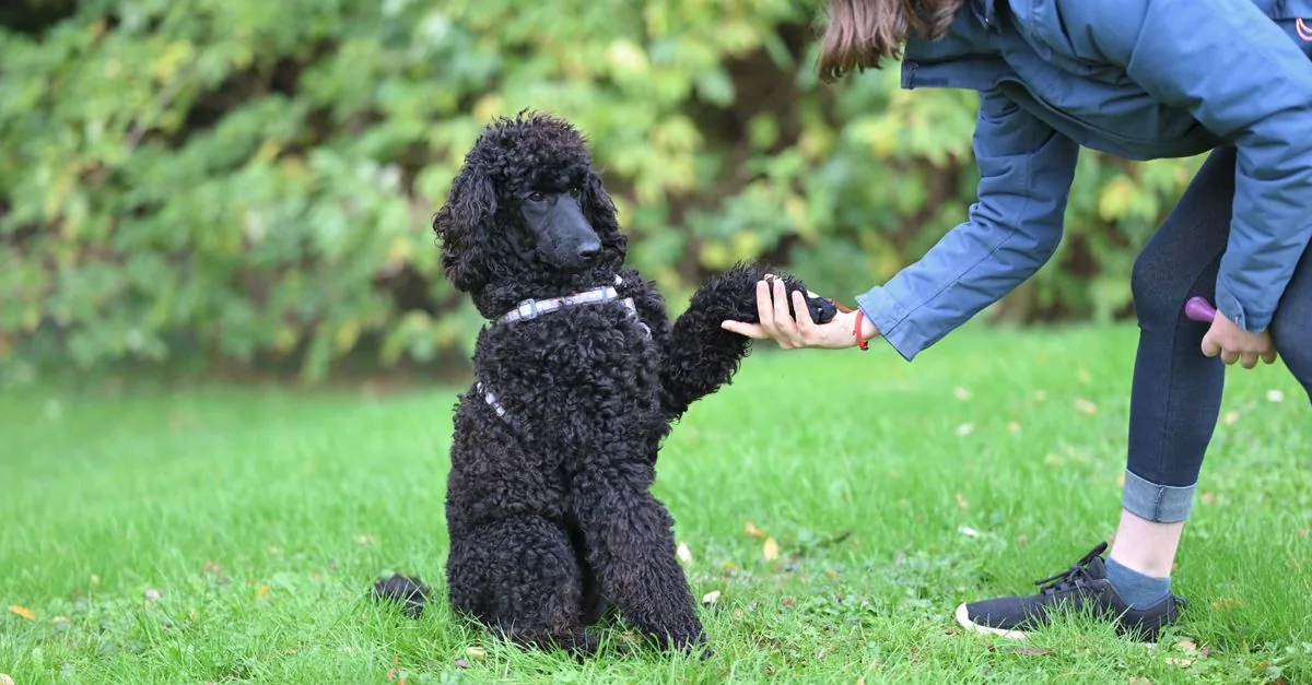 Dog sitting in front of its owner and offering a paw during an outdoor training session