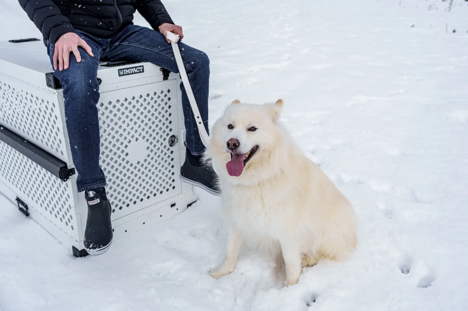 Dog sitting next to a metal car travel crate, ready for a trip