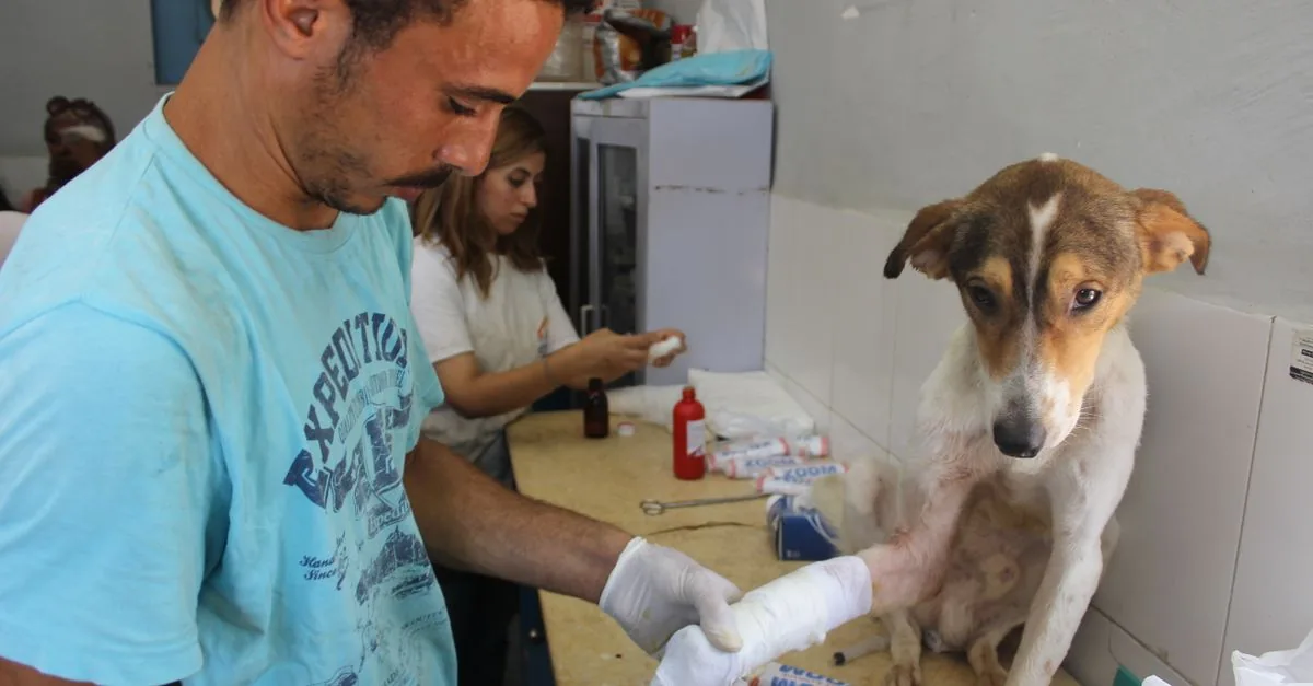 A person bandaging their hand after a minor incident with a dog