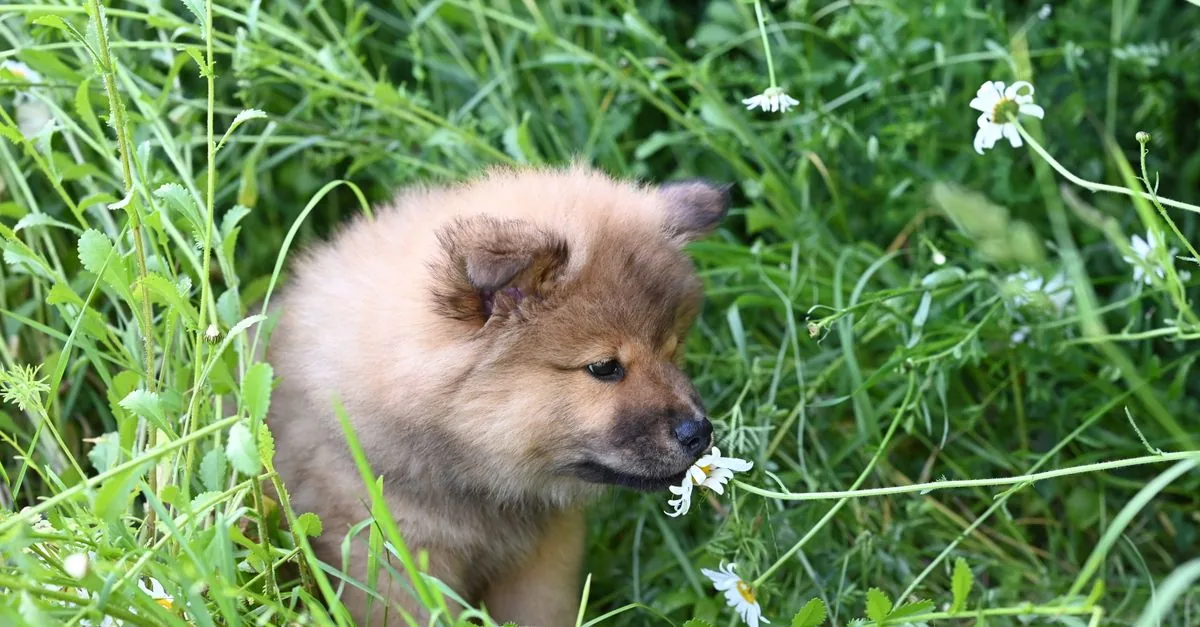 Dog sniffing flowers in a summer meadow where bees and wasps are active