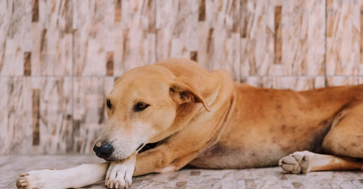 Owner comforting a tired-looking dog lying on a mat - the dog appears unwell