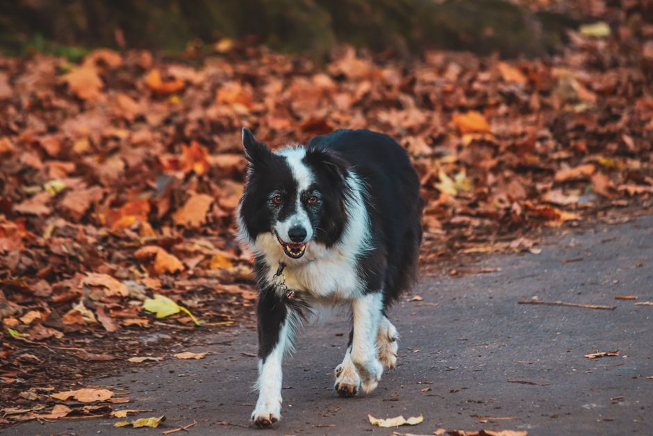 Dog with a thick coat walking along a path covered in autumn leaves