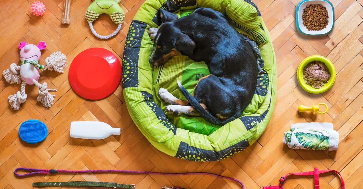 Small puppy sitting among dog accessories on a wooden floor