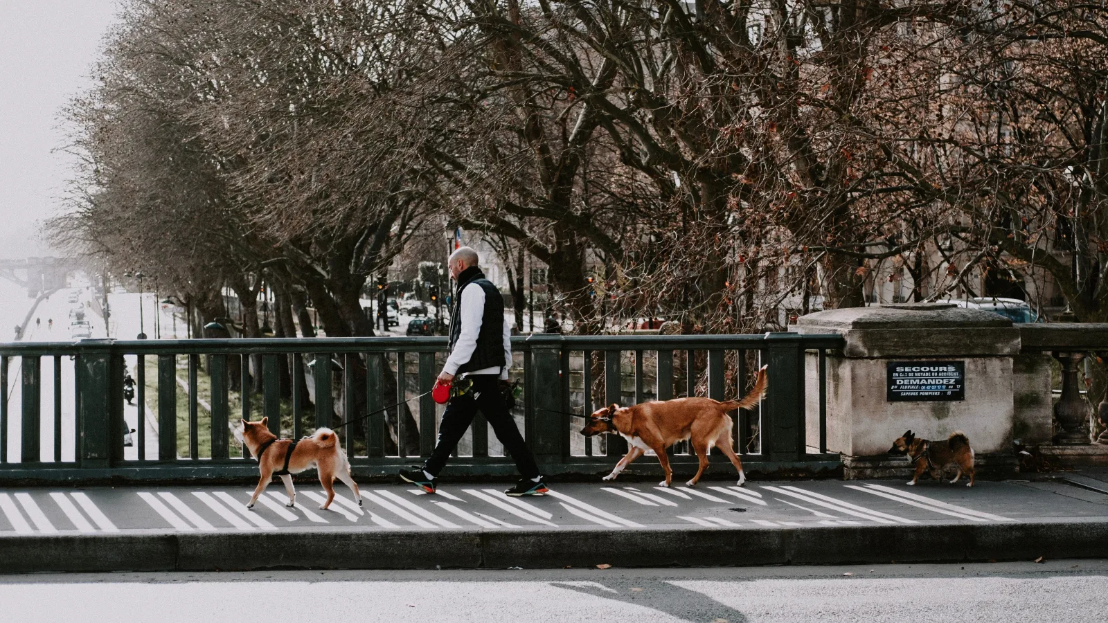 Dog walker leading several dogs through the city