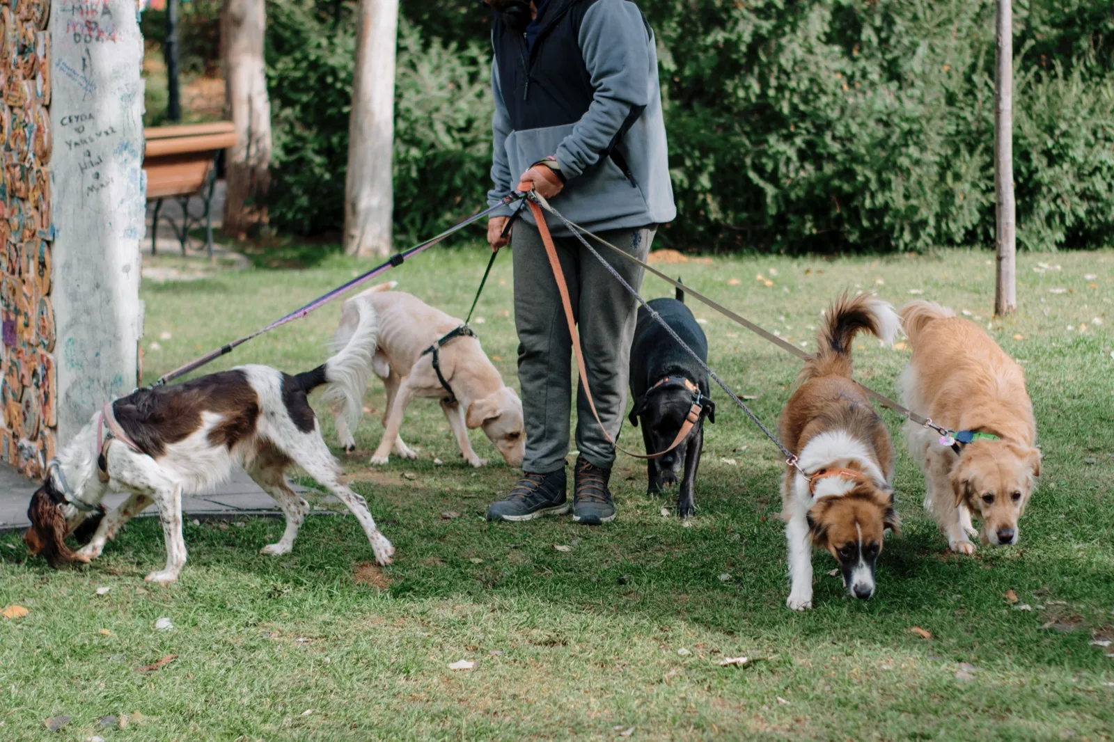 A dog walker leading five leashed dogs sniffing the grass in a park