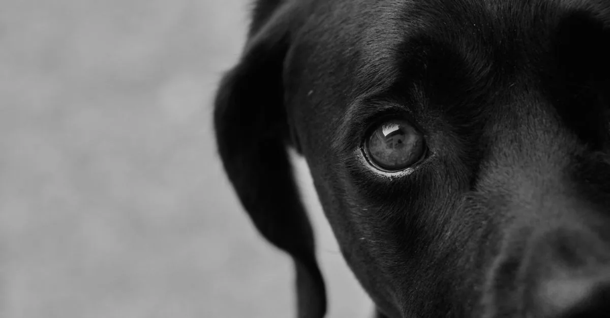Owner gently checking a dog's eye and wiping it with clean gauze