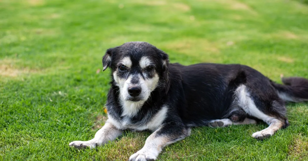 An older dog resting calmly on a soft bed, lying comfortably