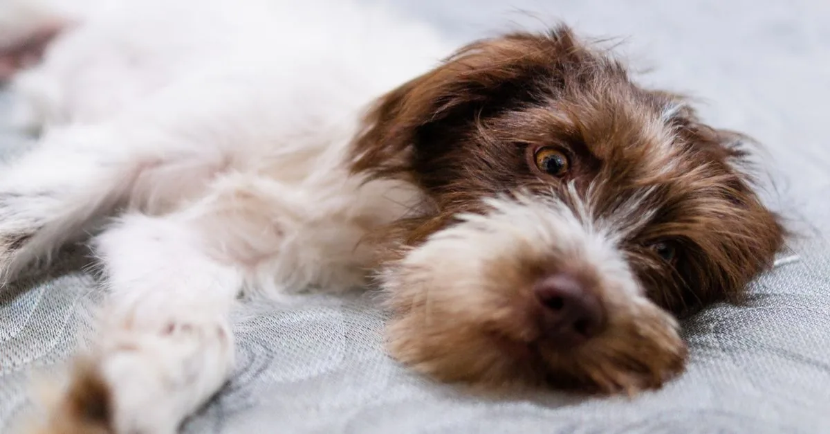 A dog lying quietly on its side, clearly unwell, with a water bowl nearby