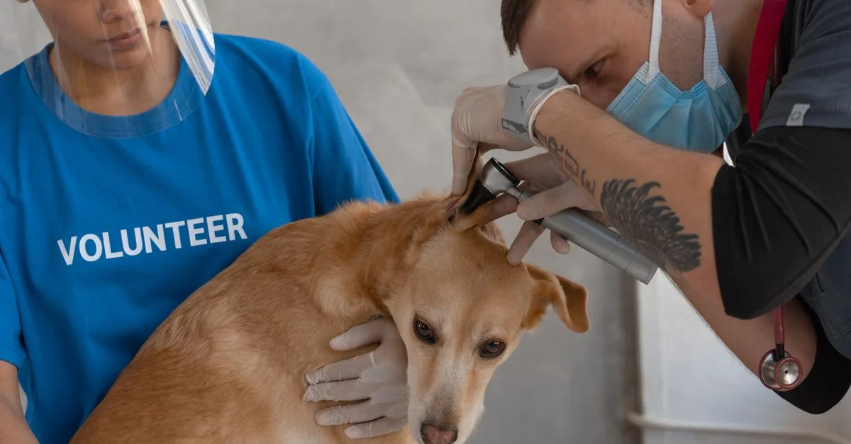 Vet examining a dog's ear during a check-up