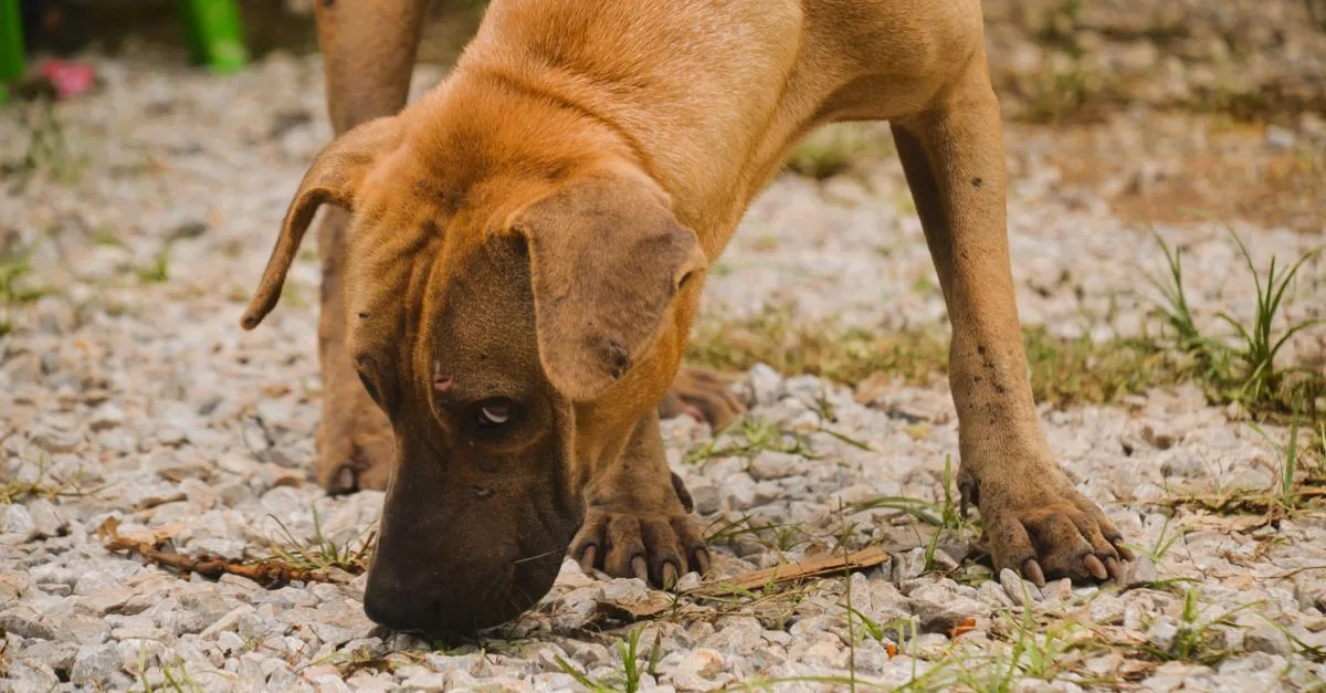 Dog sniffing the ground and grass on a walk